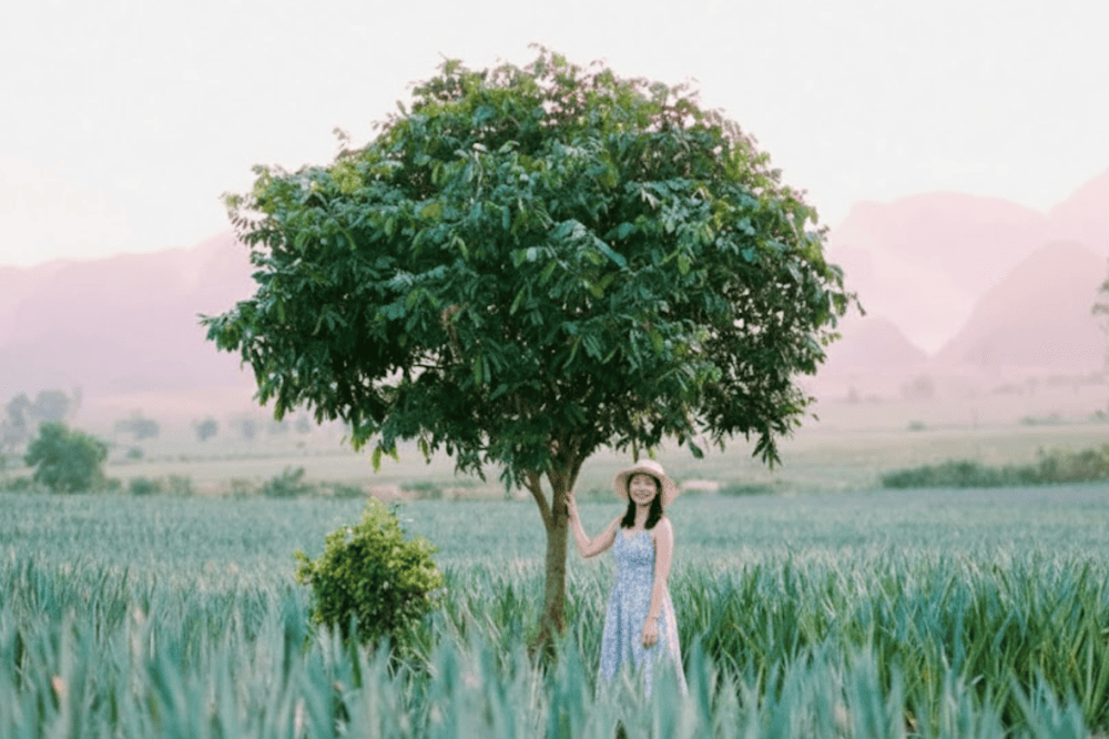 Khi tới n&ocirc;ng trại dứa Đồng Giao, bạn c&oacute; thể lưu lại những tấm h&igrave;nh độc đ&aacute;o c&ugrave;ng với những quả dứa ch&iacute;n v&agrave; c&aacute;nh đồng dứa b&aacute;t ng&aacute;t